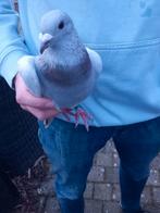 Kleurpostduif roodzilver geband, Vrouwelijk, Postduif