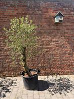 Olijfbomen uit de Spaanse Pyreneeën (Olea europaea), Tuin en Terras, Ophalen