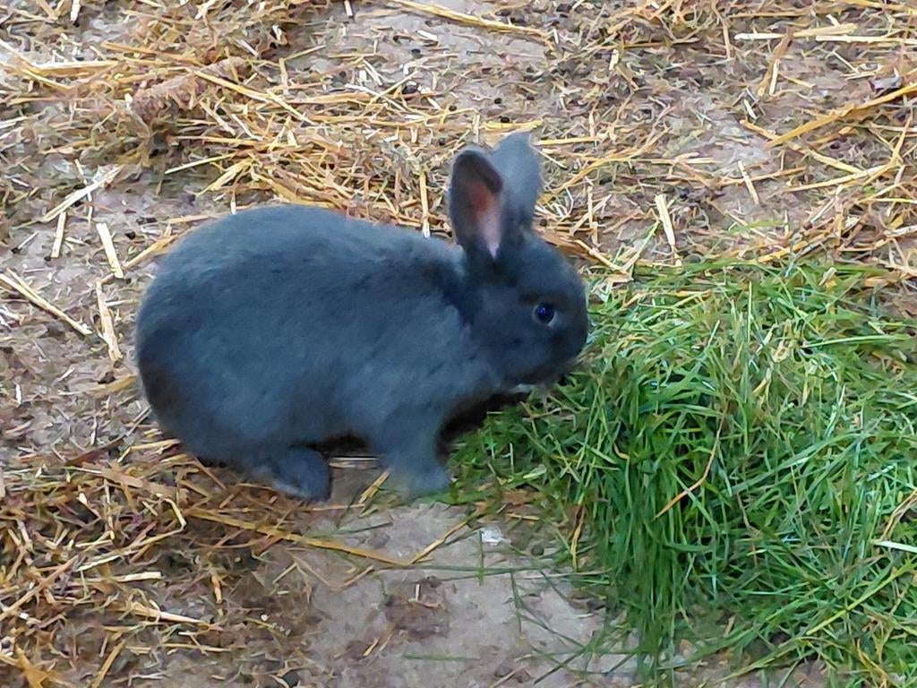 Mooi Nederlands Hangoorkonijntje, Femelle, Oreilles tombantes