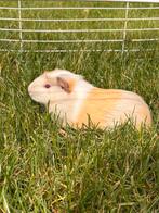 Cavia, Février, Mâle, Cobaye