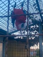 Ringen voor parkieten gezocht, Dieren en Toebehoren, Vogels | Parkieten en Papegaaien, Parkiet, Geringd