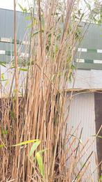 GRATIS bamboe stokken (eventueel met wortels), Ophalen, Vaste plant, Overige soorten
