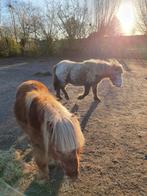 Thuis gezocht voor onze 2 pony’s, 2 of 3 paarden of pony's