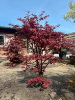 Japanse esdoorn, Tuin en Terras, Planten | Bomen, Ophalen