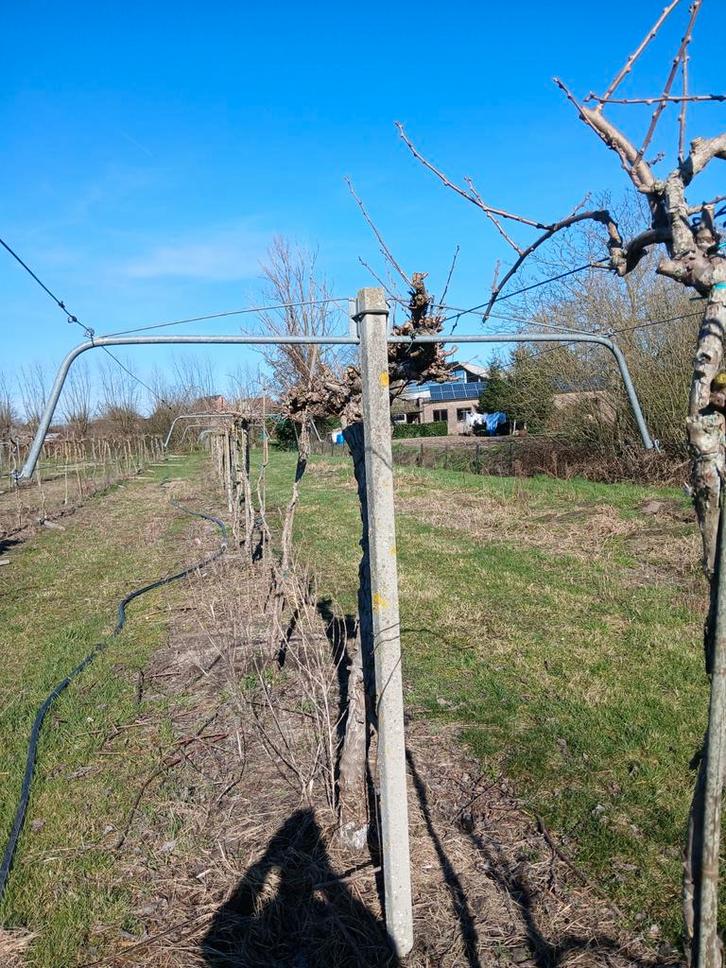 Kiwi pergola systeem, Tuin en Terras, Planten | Bomen, Ophalen