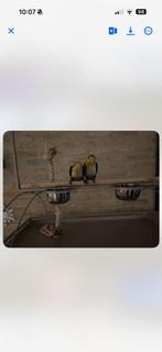 Koppel Caiques, Dieren en Toebehoren, Meerdere dieren, Geringd