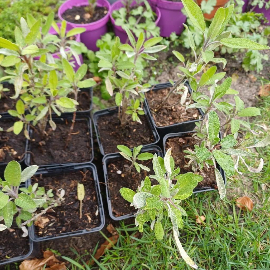 Salie, Tuin en Terras, Ophalen, Vaste plant