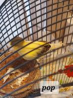 Koppel kanarie 50€ zonder kooi met kooi 70 €, Dieren en Toebehoren