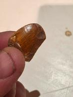 Petite dent de Carcharodontosaure du Maroc 2,2 cm, Collections, Enlèvement ou Envoi, Fossile