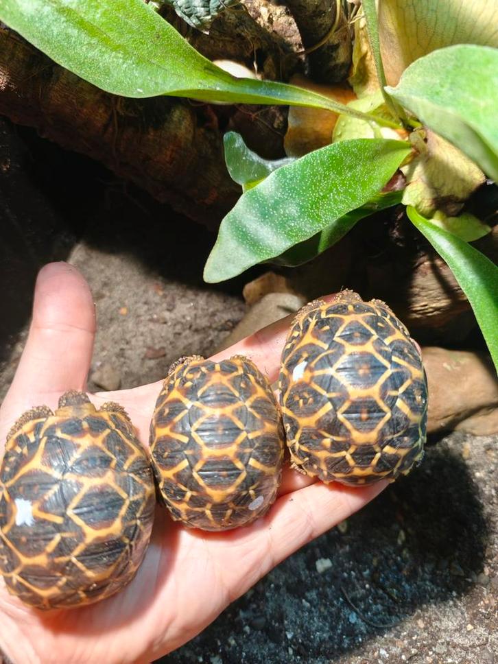 Landschildpad Geochlone Elegans Zuid India, Dieren en Toebehoren, Reptielen en Amfibieën