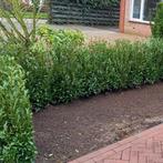 Prunus Caucasica ,_Sofia ,Rotundifolia, Ophalen, Struik