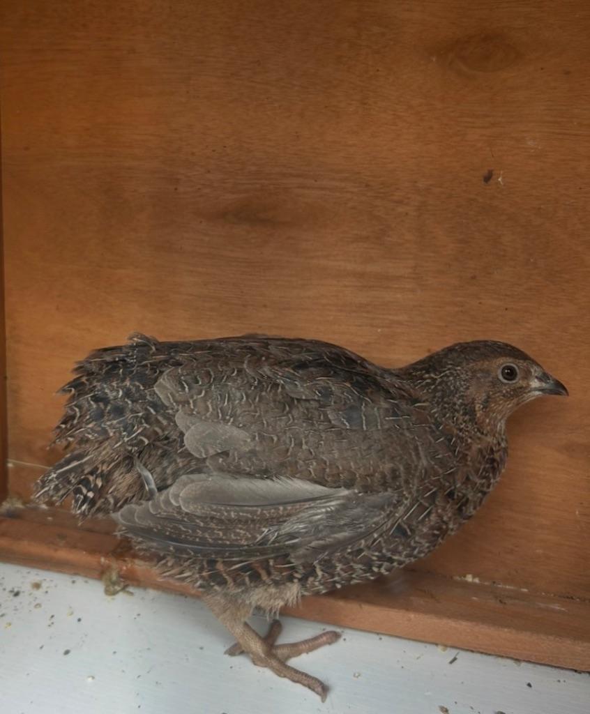 Japanse kwartel, Mâle, Autres espèces