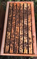 Ruchette 6 cadres + essaims F1/F2, Enlèvement