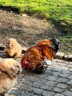 Gratis krielhaantje, Dieren en Toebehoren