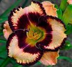 Vente Hémérocalles, Tuin en Terras, Planten | Tuinplanten, Volle zon, Vaste plant, Zomer, Ophalen