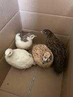 4 kwartels (japans, texas en celadon)., Dieren en Toebehoren, Pluimvee, Geslacht onbekend, Overige soorten