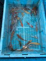 Vijver vissen en toebehoren, Dieren en Toebehoren, Karper of Koi