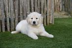 Magnifiques chiots Golden Retriever avec pedigree, Animaux & Accessoires, Golden retriever, Plusieurs, Hépatite contagieuse (maladie de Rubarth)