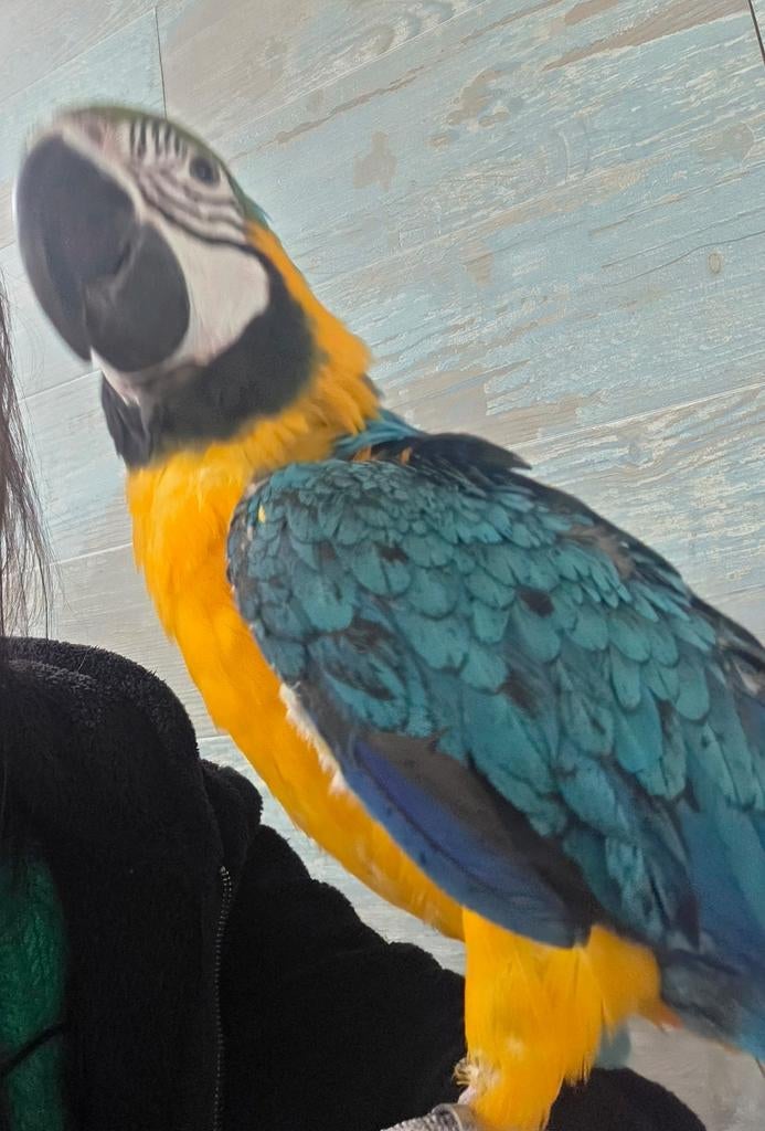 Ara ararauna mâle eam, Mâle