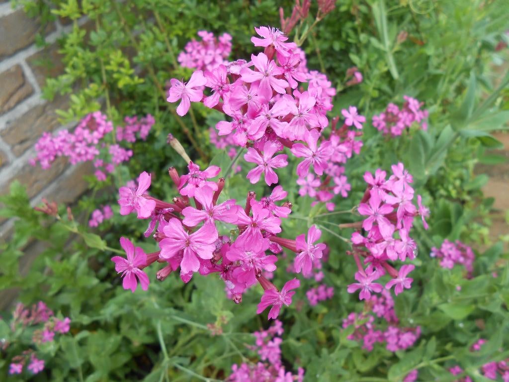 Pekbloem (Silene armeria), Ophalen, Overige soorten