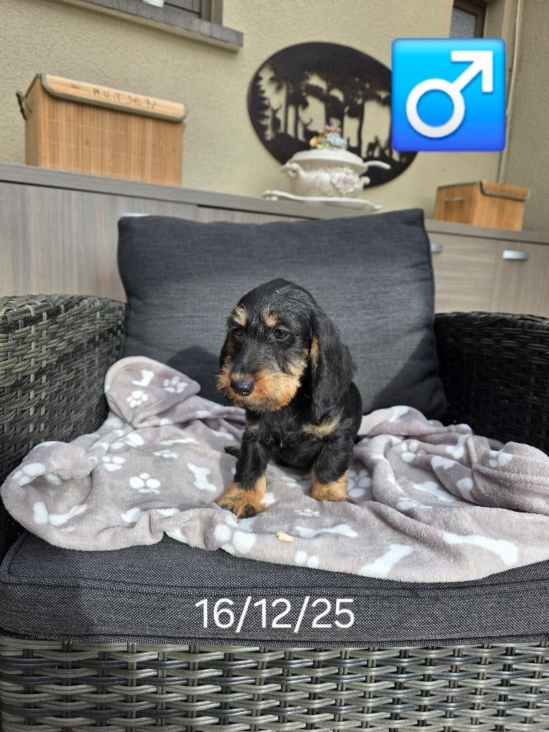 ruwhaar teckel pups, Dieren en Toebehoren, Honden | Teckels en Dashonden, Reu, Ruwhaar, Dwerg, Fokker | Professioneel, Meerdere