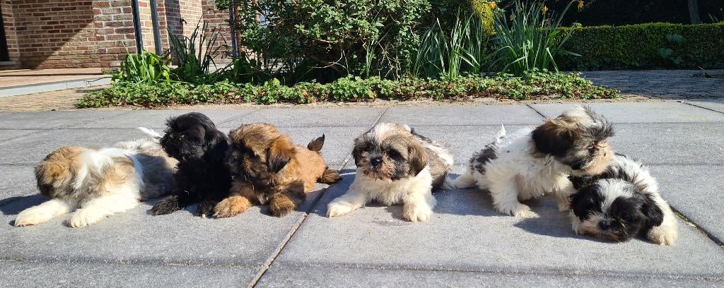 shih tzu pups, Parvo, België, Overige rassen, 8 tot 15 weken