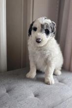 Prachtige Bordoodle pups ( border collie x poedel ), Parvo, België, 8 tot 15 weken, Collie