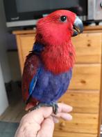 Handtam edelpapegaaitje 2026, Dieren en Toebehoren