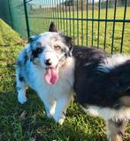 Australische herder pups / Aussi pup / Australian Shepherd, Dieren en Toebehoren, Parvo, België, 8 tot 15 weken, Meerdere