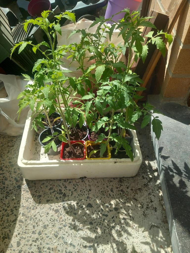 Plants de tomates, Jardin & Terrasse, Plantes | Jardin, Annuelle, Plein soleil, Été, Enlèvement