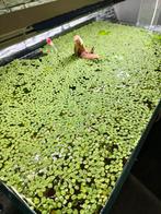 Salvinia drijfplant te koop, Dieren en Toebehoren, Ophalen