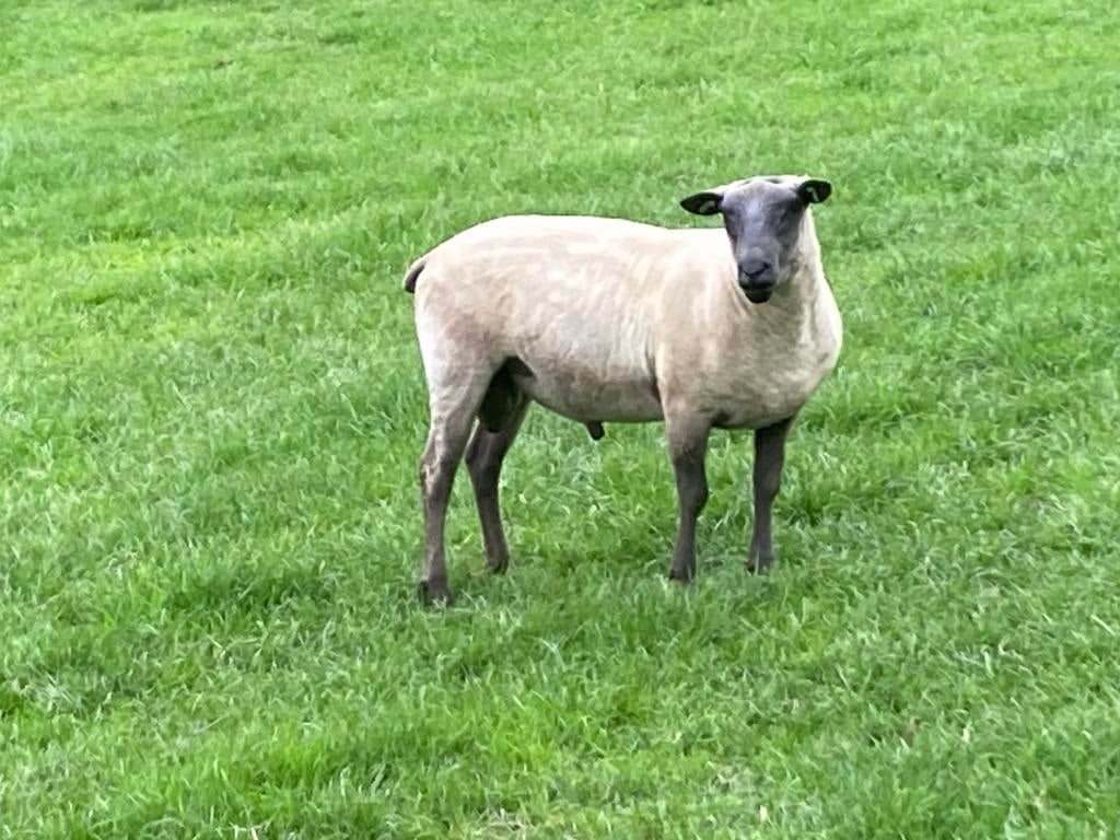 Bélier Bleu du Maine 2 ans