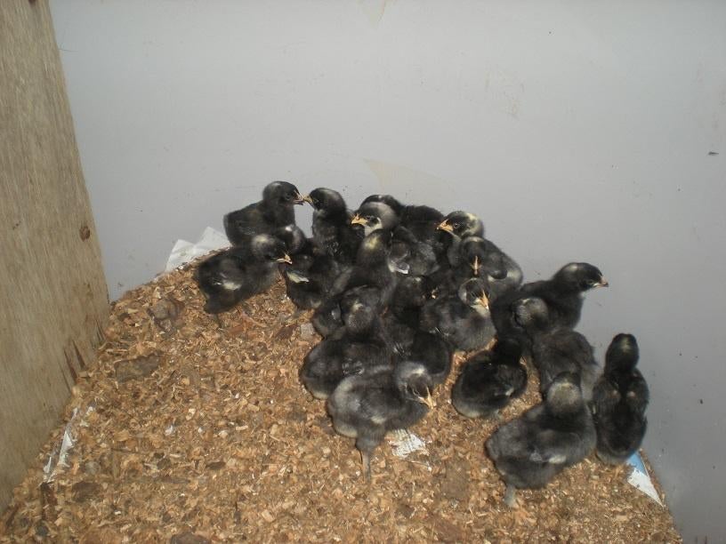 Kuikens Mechelse koekoek, Dieren en Toebehoren, Pluimvee