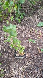 Kruisbesstruiken 2, 3 en 4 jaar, Tuin en Terras, Ophalen, Vaste plant, Fruitplanten