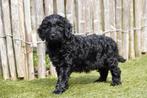 Prachtige Mini Labradoodle pups, met stamboom, Dieren en Toebehoren, Parvo, België, Overige rassen, 8 tot 15 weken