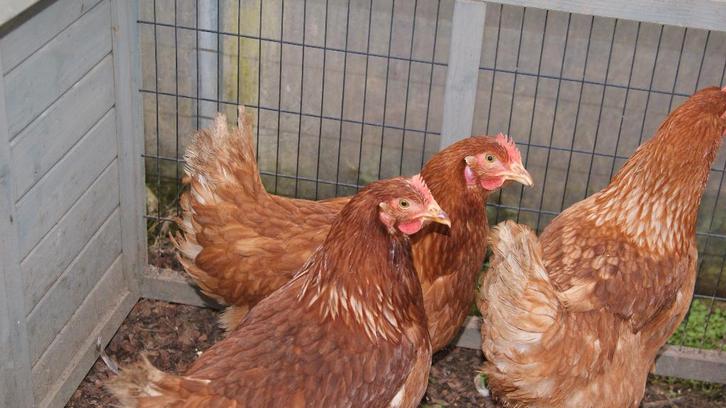 leghennen legkippen, Dieren en Toebehoren, Pluimvee, Kip, Vrouwelijk