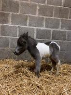 Amha (nmprs) hengstveulen, Februari, Mannelijk