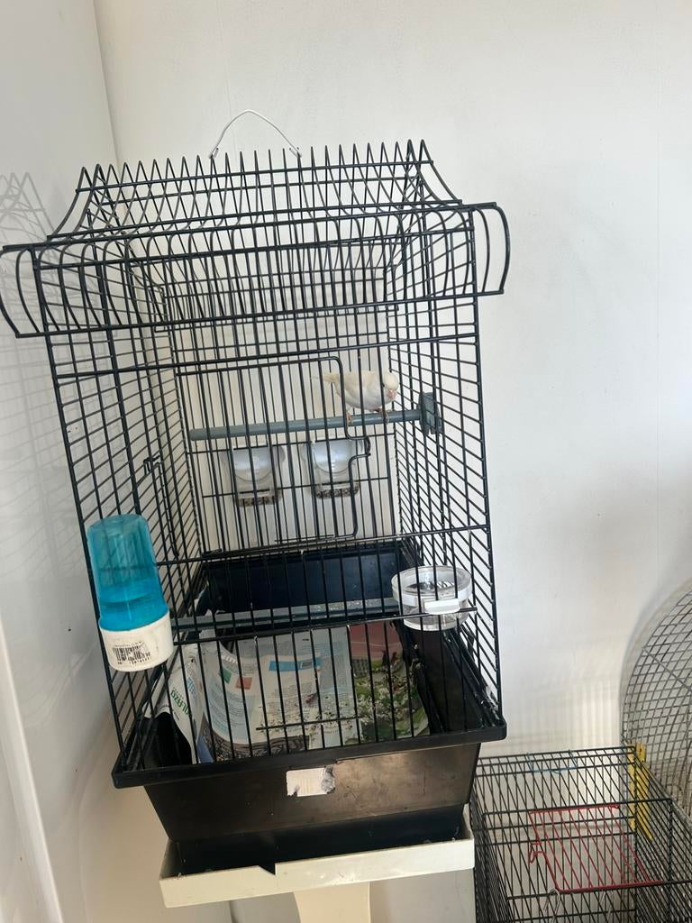 Kanaries weet en geel, Ophalen, Zo goed als nieuw