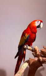 Geelvleugel ara pop 2024, Femelle, Perroquet, Domestique