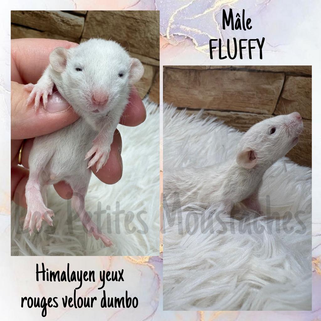 Dwergwasberen, fluweel, dombo, Ophalen