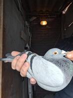 Prestatie duiver!, Dieren en Toebehoren, Vogels | Duiven