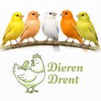 ruim aanbod kanarie mannen en poppen