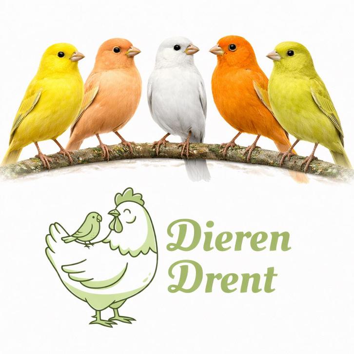 ruim aanbod kanarie mannen en poppen, Animaux & Accessoires, Oiseaux | Canaris