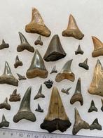 Zeldzame fossiele haaientanden uit Antwerpen, Verzamelen, Mineralen en Fossielen, Ophalen of Verzenden, Fossiel