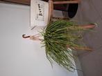 Grote hangplant, Huis en Inrichting, Ophalen