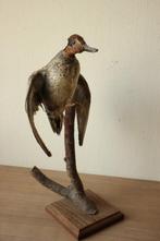 Taxidermie opgezette eend, Ophalen of Verzenden, Gebruikt