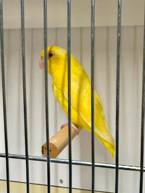 Forpus coelestis, Dieren en Toebehoren, Vogels | Parkieten en Papegaaien, Papegaai, Vrouwelijk, Geringd