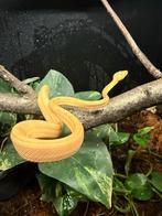 Corallus Hortulanus CB250101 06, Dieren en Toebehoren, Reptielen en Amfibieën, Slang, 0 tot 2 jaar