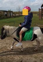 Superbrave shetlandmerrie, Dieren en Toebehoren, Merrie, Gechipt, 7 tot 10 jaar