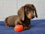 Superleuke Teckel pups!, CDV (hondenziekte), Meerdere, Meerdere dieren, Buitenland